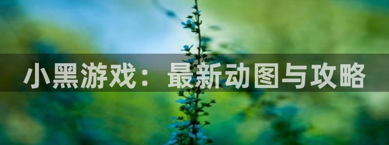 辉达娱乐网址注册：小黑游戏：最新动图与攻略